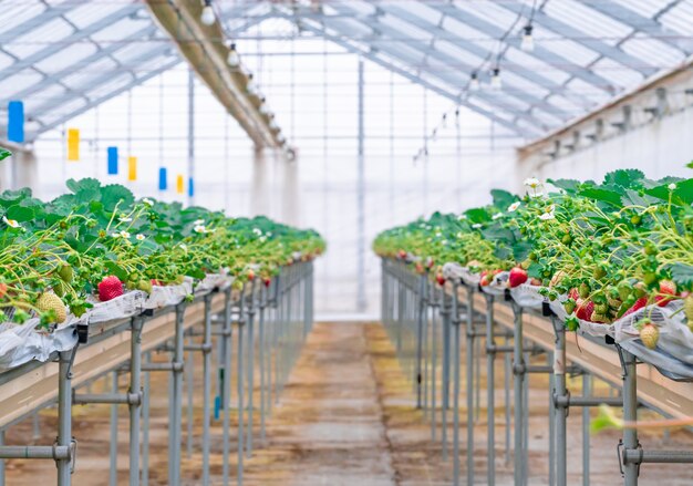 Rode gezonde biologische aardbei in een gesloten plantage