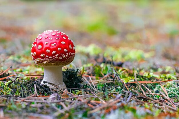 Rode giftige vliegenzwam paddenstoel in bos