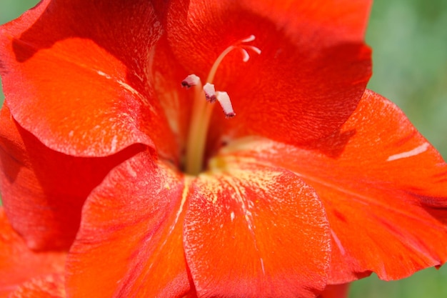 Rode gladiolen in de tuin