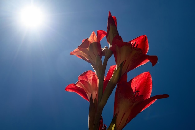 Rode gladiolenbloem tegen blauwe lucht met zonnestralen en lensflare