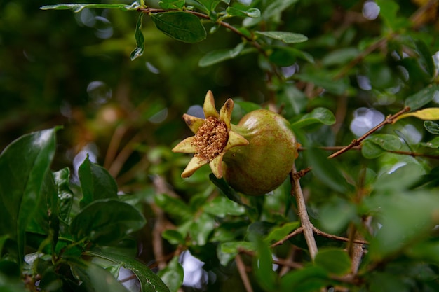 Rode granaatappels rijpen op een tak van een boom in de tuin