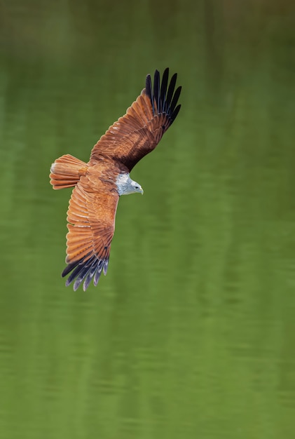 Rode havik vliegt voor voedsel