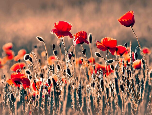 Rode heldere en mooie bloemen worden verlicht door een zon