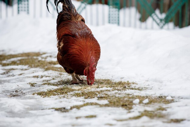 Rode heldere haan loopt buiten op een winterdag landelijke kippenboerderij