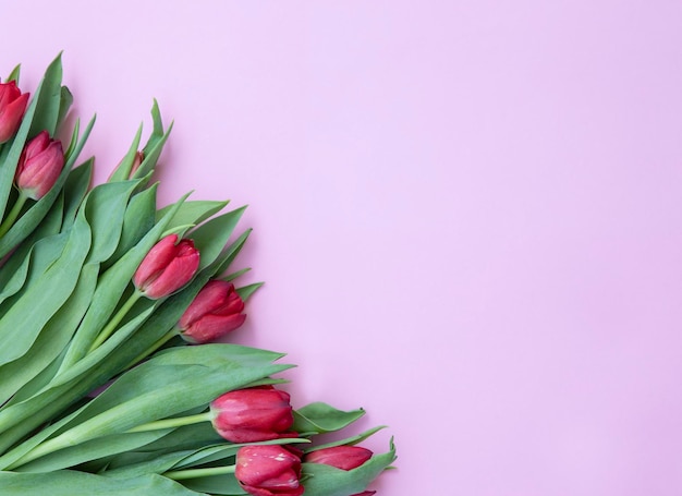 rode heldere tulpen op een roze achtergrond