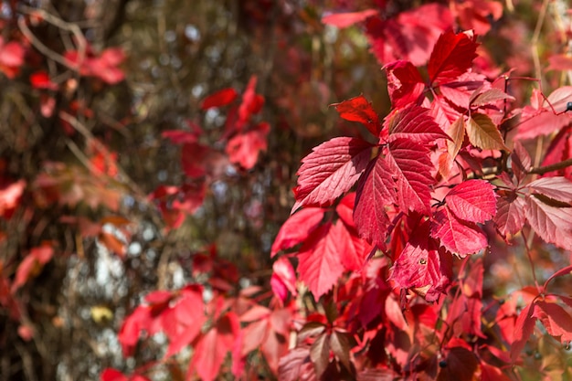 Rode herfst druivenblad close-up. Helder seizoen, herfststemming