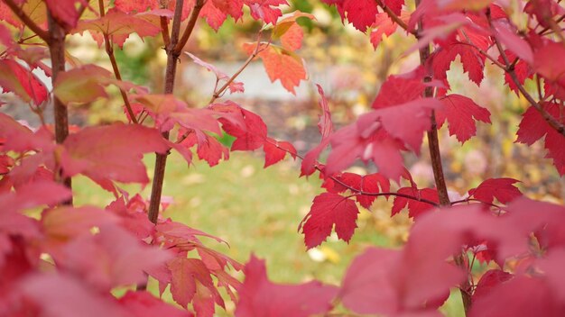 Rode herfst esdoorn bladeren boomtak levendig herfstblad in bos of bos