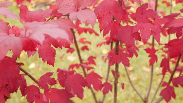 Rode herfst esdoorn bladeren boomtak levendig herfstblad in bos of bos