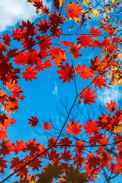 Rode herfst esdoorn bladeren herfstseizoen