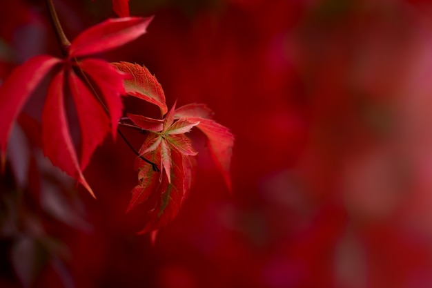 Rode herfst esdoorn bladeren op een rode natuur achtergrond