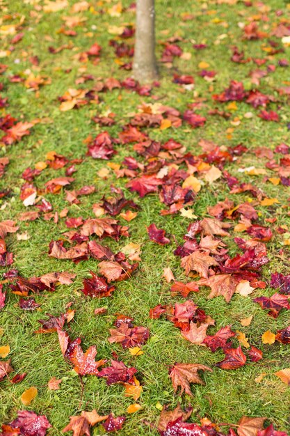 Rode herfst esdoorn bladeren op groen gras.