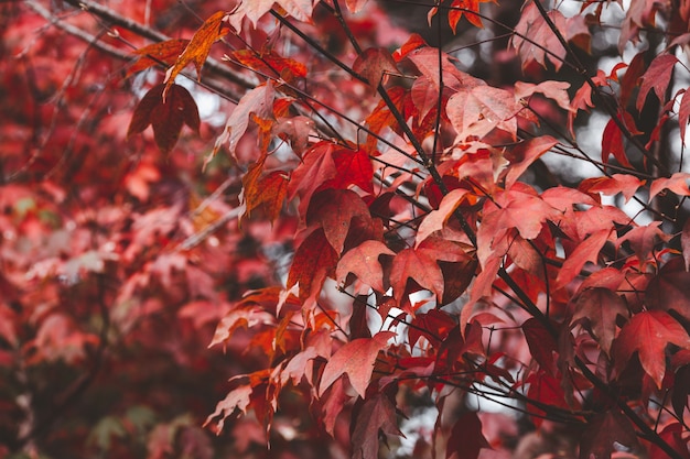 Foto rode herfst verlof natuur achtergrond