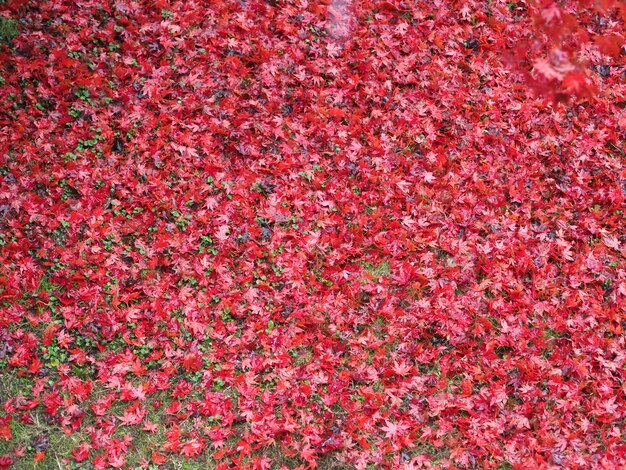 Rode herfstbladeren textuur achtergrond