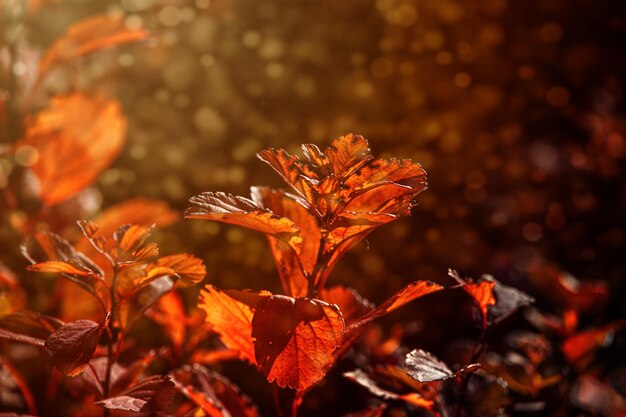 rode herfstbladeren van de struik in de warme middagzon in de tuin