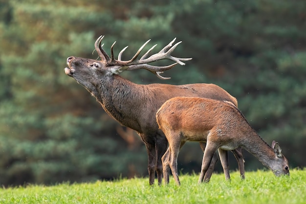 Rode herten brullende naast achterpoten grazen op weide in de herfst