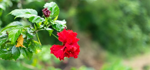 Rode Hibicus-hybride een Schoenbloem is een mooie bloeiende bloem groene bladachtergrond Lente groeit