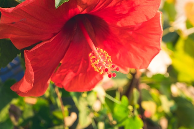 Rode Hibiscus rosa-sinensis bloem. Nationale bloem van Maleisië