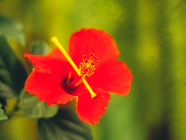 Rode hibiscus rosasinensis bloem maleisische nationale bloem