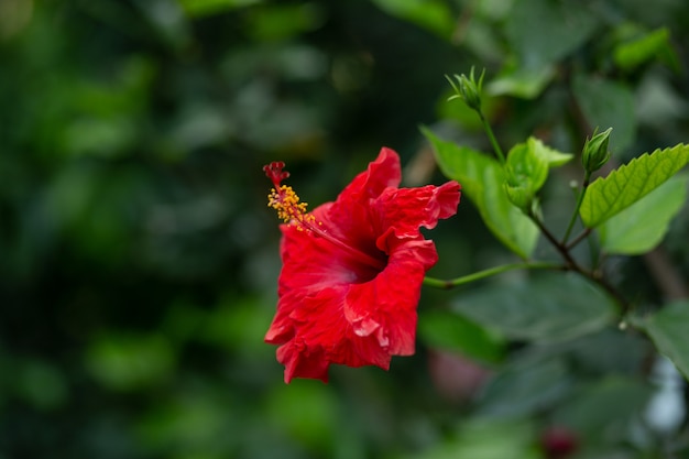 Rode hibiscusbloem op een groene achtergrond. In de tropische tuin.