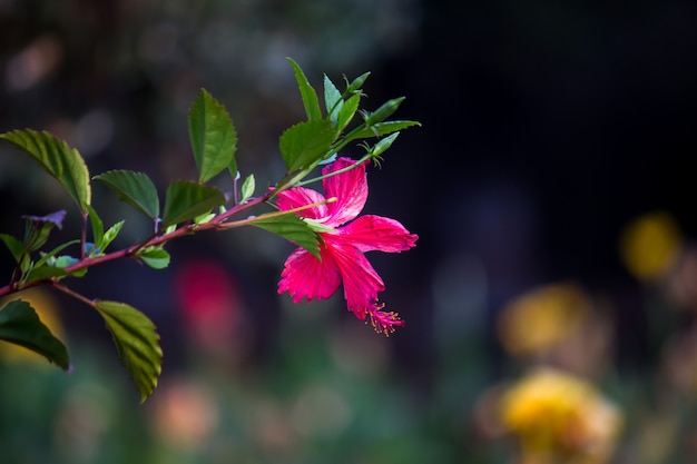 Rode hibiscusbloem op een groene achtergrond In de tropische tuin