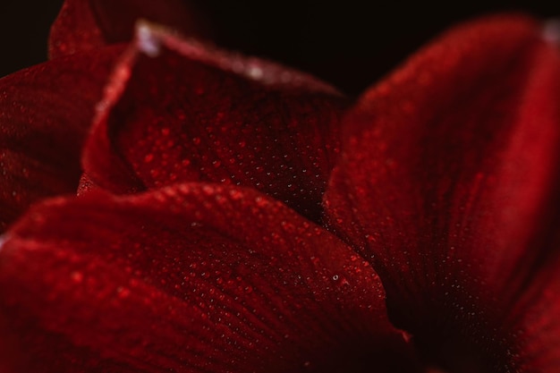 Rode hippeastrum op een zwarte achtergrond Women's health concept Valentijnsdag Scharlaken bloem van liefde Macro close-up foto van druppels op de bloemblaadjes Een verwijzing naar tederheid, zorg en vriendelijkheid