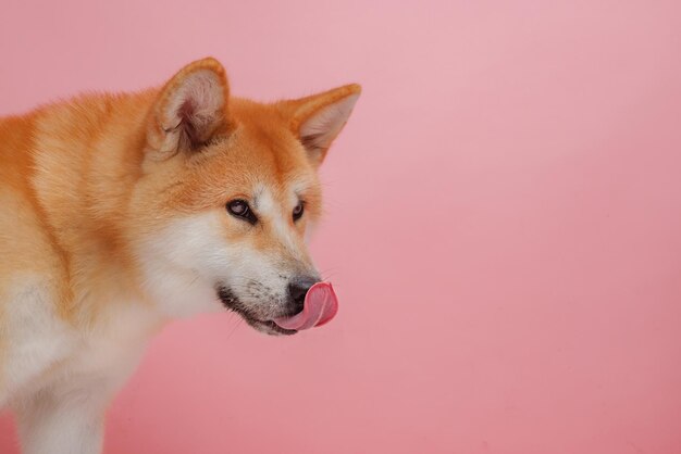 Rode hond Japanse akita inu op een roze achtergrond close-up het concept van liefde voor honden