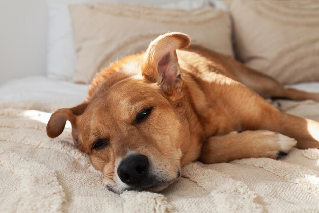 Rode hond op bed met lichtbeige kussens en geweven stoffen jas