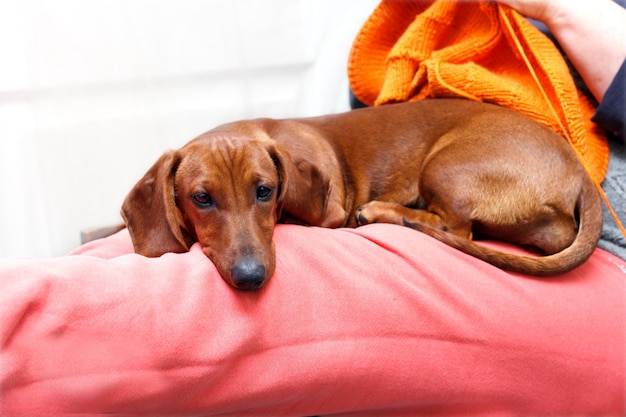 Rode hond op de knieën van de eigenaar