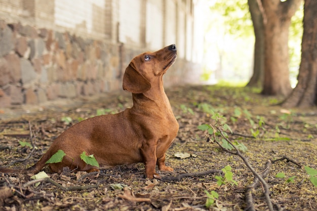 Rode hond teckel jacht eekhoorn