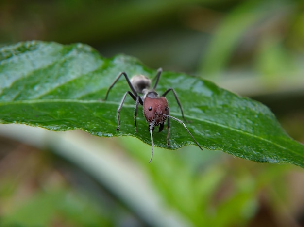 Rode hoofdroofmier op een blad