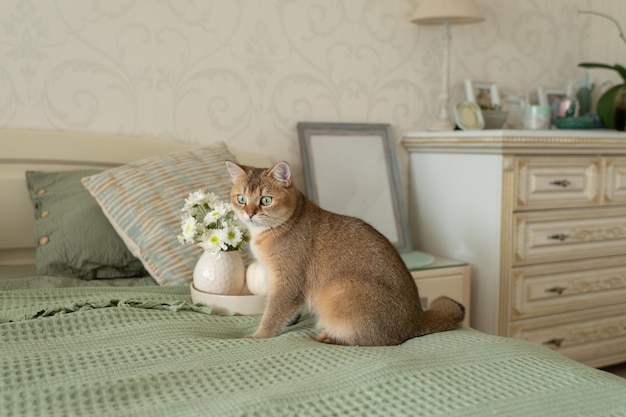 rode huiskat met groene ogen in de slaapkamer op het bed, slaapkamerinterieur