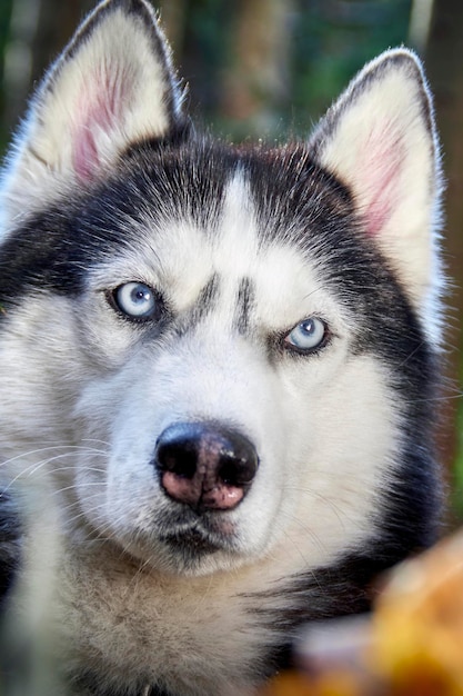 Rode husky hond ligt in de sneeuw