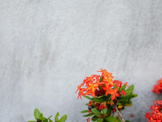 Foto rode ixora bloem op cement achtergrond