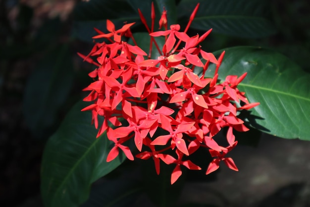 Foto rode ixora bloemen bloeien zonlicht