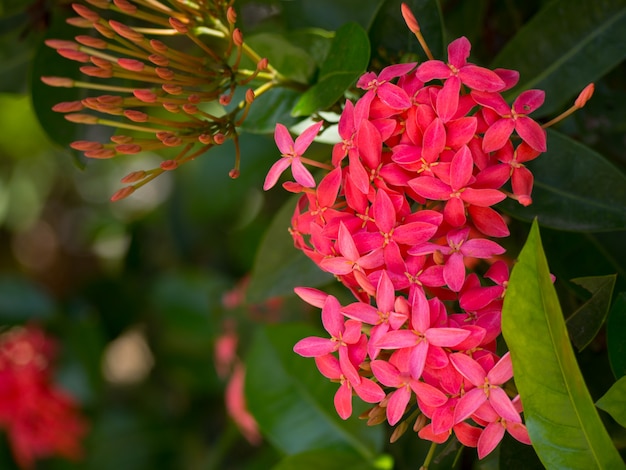 rode Ixora op aard achtergrond