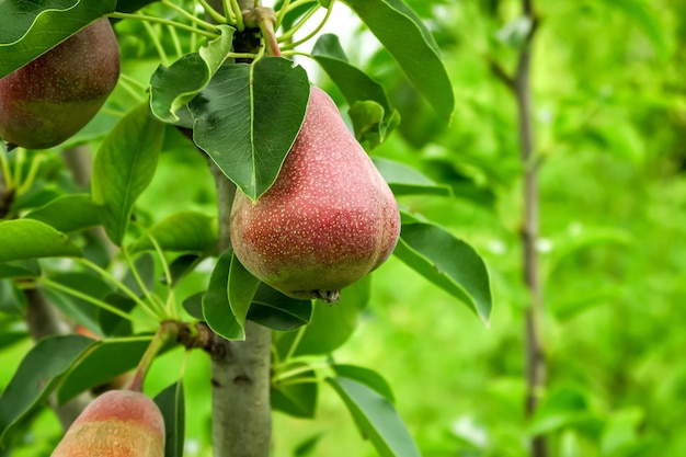 rode jonge peren groeien en rijpen aan een perenboom in een boomgaard. concept voor tuinieren en perenteelt