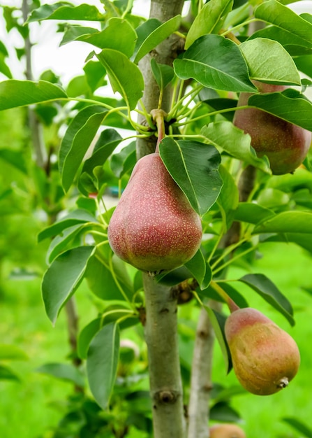 rode jonge peren groeien en rijpen aan een perenboom in een boomgaard. concept voor tuinieren en perenteelt