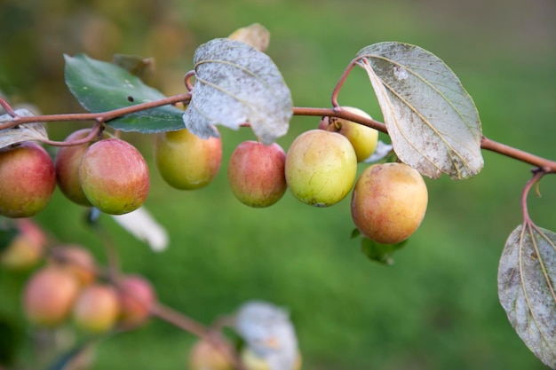 Rode jujubevruchten of appel kul boroi op een boomtak in de herfst close-up