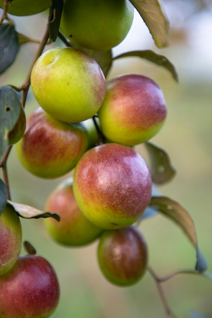 Rode jujubevruchten of appelkul boroi op een tak in de tuin Selectieve focus met ondiepe scherptediepte
