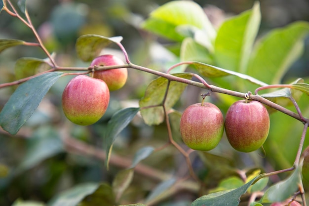 Rode jujubevruchten of appelkul boroi op een tak in de tuin Selectieve focus met ondiepe scherptediepte