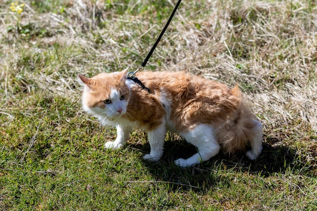 Rode kat aan de leiband lopen in een gras.