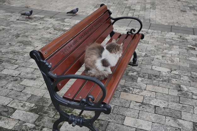 Rode kat die buiten rondkijkt