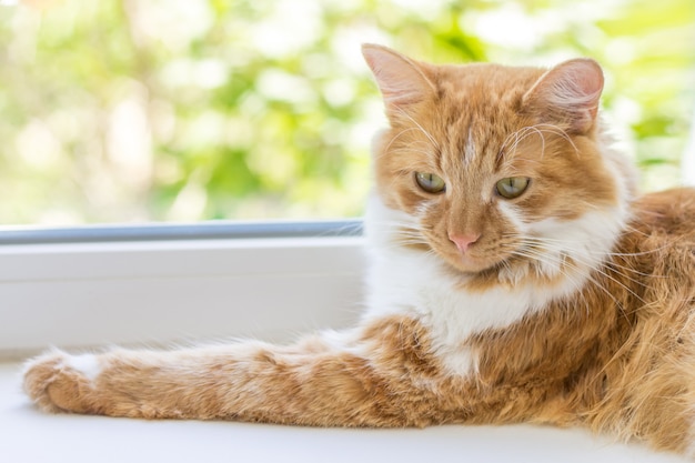 Rode kat die op een venstervensterbank ligt