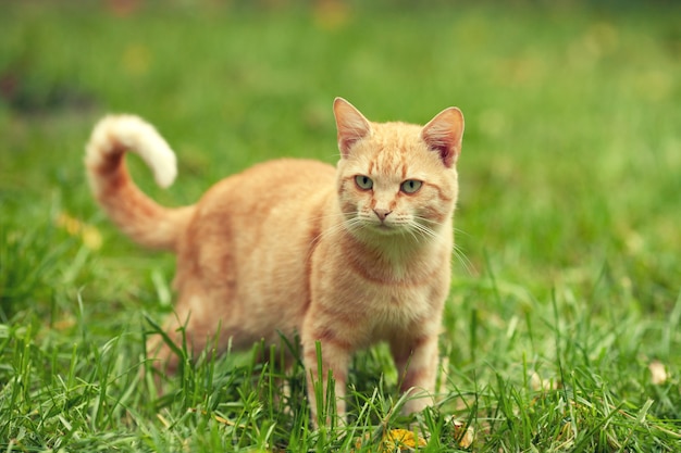 Rode kat die op het gras loopt