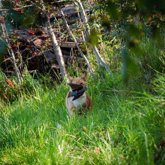 Rode kat draagt in zijn kaken, gevangen de vogel. Het uiterlijk van een roofdier in de camera