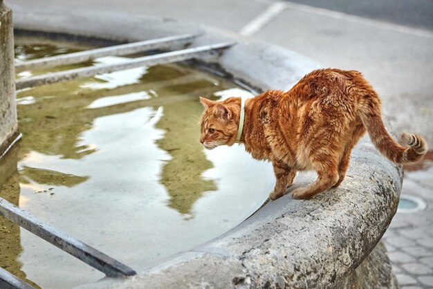 Rode kat drinkt water uit een oude stenen fontein