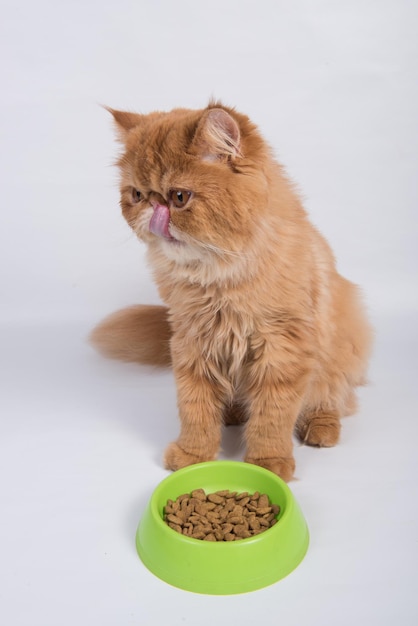 Foto rode kat eet droog voedsel uit een kom perzische exotische langharige kat is op witte achtergrond