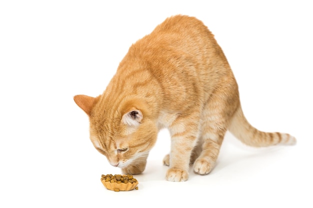 Rode kat en een taartje met droogvoer