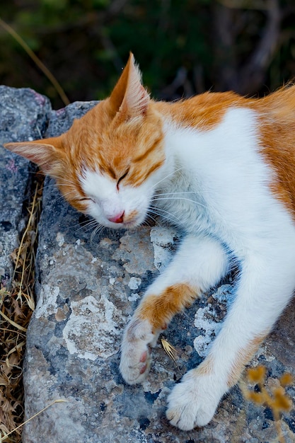 Rode kat in de natuur