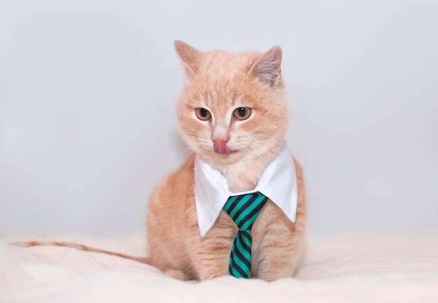 Rode kat in stropdas op witte achtergrond Cute business kitten portretteert een kantoormedewerker Grappige huisdieren in kleding